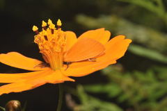 Chrysoecia salacon