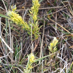 Thymelaea ruizii