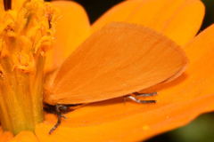 Chrysoecia salacon