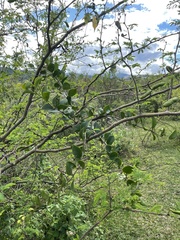 Dendropemon caribaeus