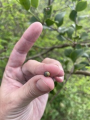 Dendropemon caribaeus