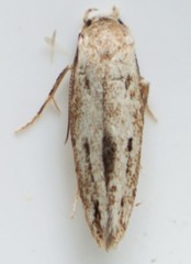 Mompha brevivittella