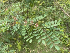 Indigofera tinctoria