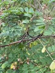 Indigofera tinctoria