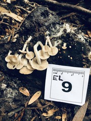 Asterophora mirabilis