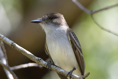 Myiarchus antillarum