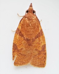 Cenopis directana