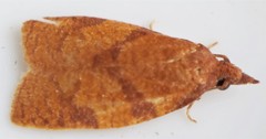 Cenopis directana
