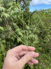 Digitaria horizontalis