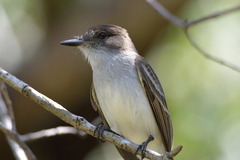 Myiarchus antillarum