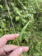 Digitaria horizontalis