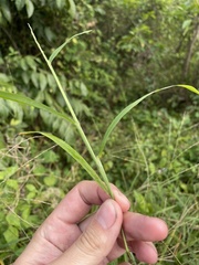 Digitaria horizontalis