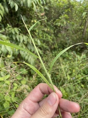 Digitaria horizontalis