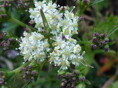 Ligusticum apiifolium