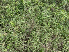 Digitaria horizontalis