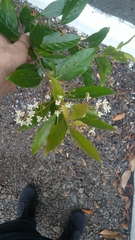 Nectandra lanceolata