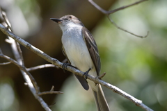 Myiarchus antillarum