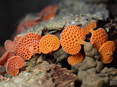 Orange Pore Fungus - Photo (c) Amaya M., some rights reserved (CC BY-NC), uploaded by Amaya M.
