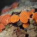 Orange Pore Fungus - Photo (c) Amaya M., some rights reserved (CC BY-NC), uploaded by Amaya M.