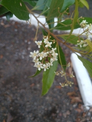 Nectandra lanceolata