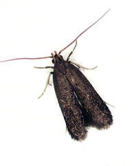 Lecithocera terrigena