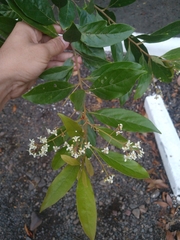 Nectandra lanceolata