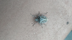 Rhaphigaster nebulosa