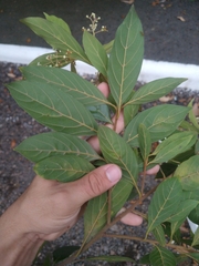 Nectandra lanceolata