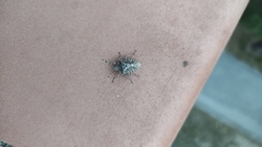 Rhaphigaster nebulosa