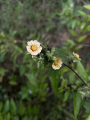 Sida urens
