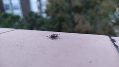Rhaphigaster nebulosa