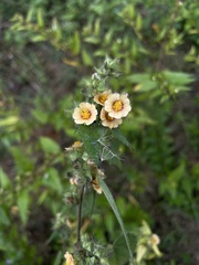 Sida urens