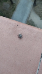 Rhaphigaster nebulosa