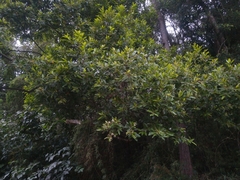 Nectandra lanceolata
