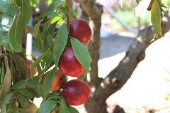 Prunus persica nucipersica