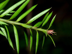 Podocarpus acutifolius