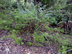 Podocarpus acutifolius