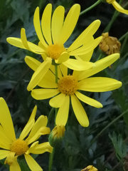 Dimorphotheca polyptera