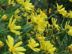 Dimorphotheca polyptera