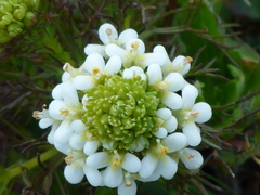 Triphysaria floribunda