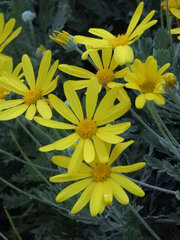 Dimorphotheca polyptera