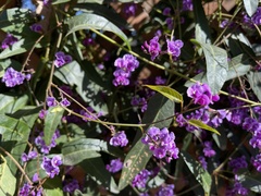 Hardenbergia