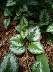 Lamium galeobdolon argentatum