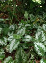 Lamium galeobdolon argentatum