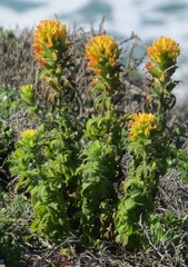 Castilleja latifolia