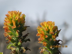 Castilleja latifolia
