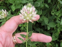 Trifolium vesiculosum