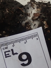 Asterophora mirabilis