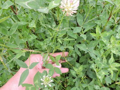 Trifolium vesiculosum