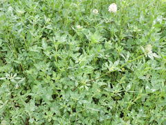 Trifolium vesiculosum